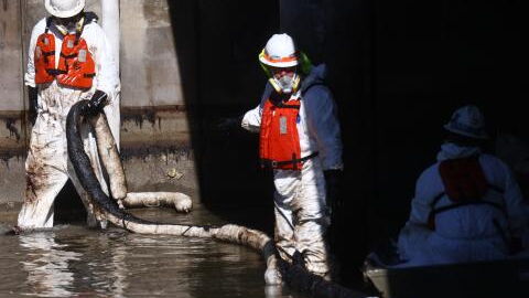 Bird and sea life could be endangered for years by California oil spill