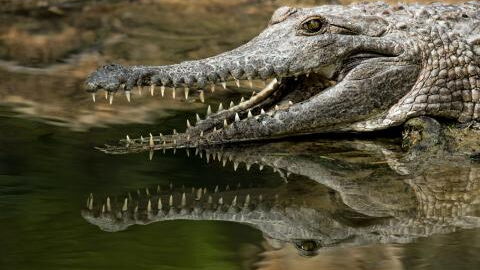 Girl, 8, killed by crocodile while swimming in a river