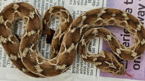 Deadly snake found in the UK