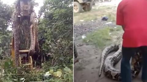This snake is so huge it had to be lifted by a crane