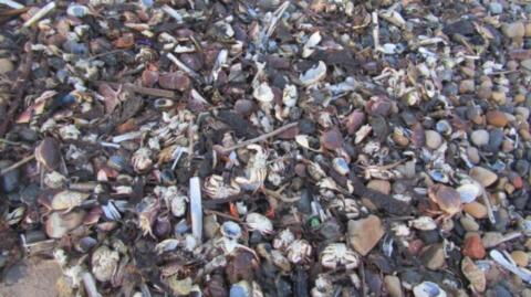 Alarm raised as thousands of dead sea creatures wash up on UK beach