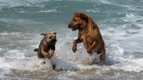 The ‘dating app’ designed for dogs