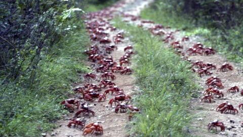 50 million crabs block roads as they migrate to the ocean to breed