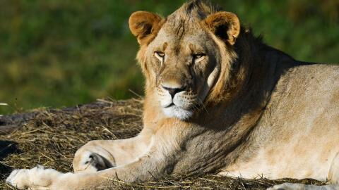 The king without a kingdom: Lion population halved since release of ‘The Lion King’