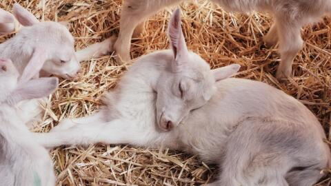 Goat gives birth to horrific ‘human-like’ kid