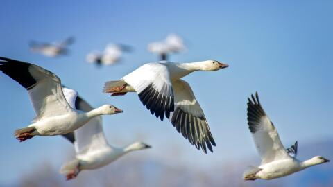 First man infected with bird flu banned from keeping ducks