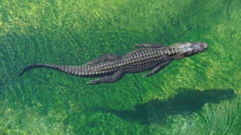 Crocodile has been freed from a tyre after 5 years