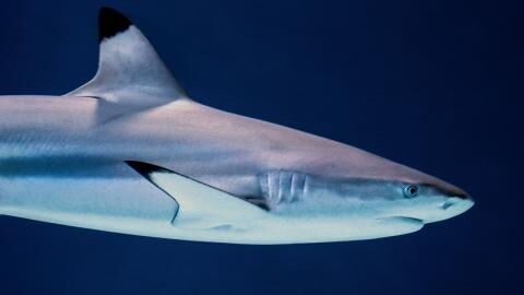 Shark attacks: This is the species that is behind the rising incidents