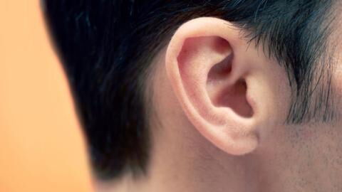 Fossils from 125 million years ago reveal why we have ears