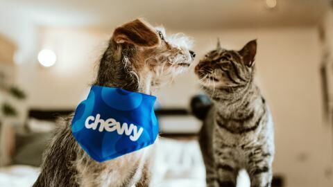 British COVID variant found to be dangerous to cats & dogs