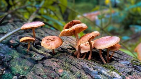 Police bust the UK's first magic mushroom factory in over 20 years