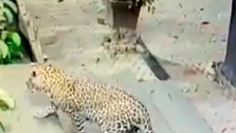 Check Out This Amazing Video Of A Dog's Miraculous Escape From A Hungry Leopard