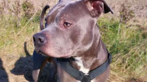 A pitbull saved an elderly woman's life in the most incredible way