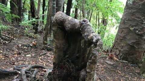 A strange organism is keeping this ‘zombie tree’ in New Zealand alive
