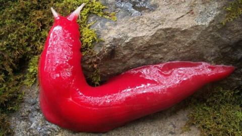 These pink slugs in Australia are the miraculous survivors of the bush fires