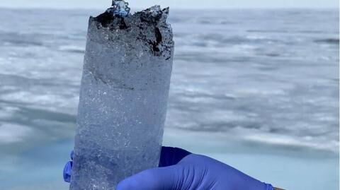 Greenland's ice is being turned black by algae, in a vicious cycle of climate change