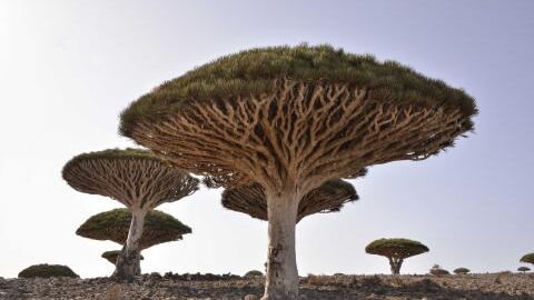The Dragon's Blood tree is one of the strangest trees in the world