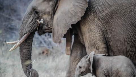 6-year-old boy discovers 12,000-year-old mastodon tooth while hiking