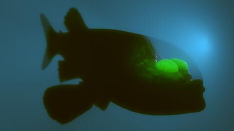 Scientists have captured rare creature with transparent head on camera