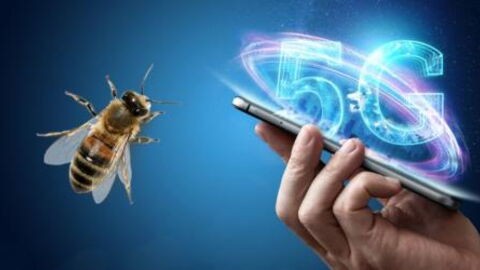 The Terrible And Unexpected Effect 5G Has On Insects
