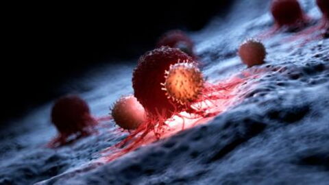 Scientists Have Discovered By Chance A Cell That Can Attack Most Cancers