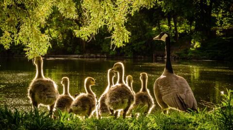 Bird flu has spread to humans for the first time and this is how great of a pandemic danger it is