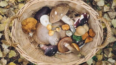 New study find that eating mushrooms will lower the risk of cancer by 45%
