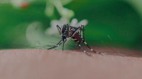 Mosquito bite: Here’s how the insects choose their prey