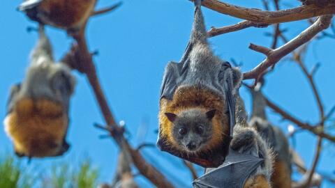 400,000 infected with COVID-like viruses from bats every year, study finds