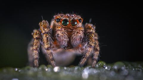 The cure for erectile dysfunction could be found in this spider's venom