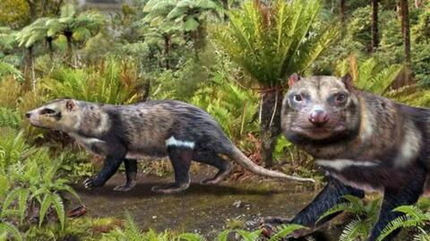 A new 72-year-old species of mammal has been discovered in Chile