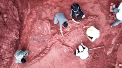 Massive dinosaur skeleton found intact in China