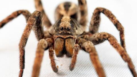 Wolf Spiders Could Have An Unexpected Influence On Global Warming