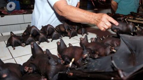 Chinese markets selling wild animals despite new regulations have reopened