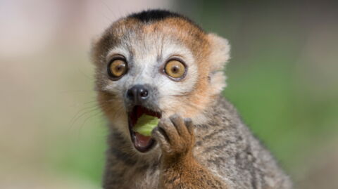 German Zoos May Resort to Feeding Animals to Each Other Amidst Coronavirus Pandemic