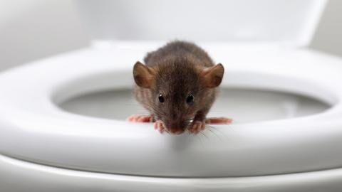 Monster rat warning: Britons urged to keep toilet seat down to avoid rodent infestation