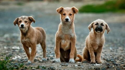 COVID: Authorities killed 12 dogs after their owners tested positive