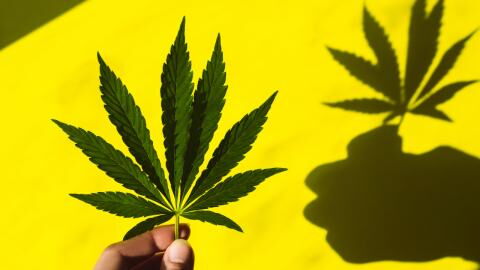 Luxembourg becomes the first in Europe to legalize growing cannabis