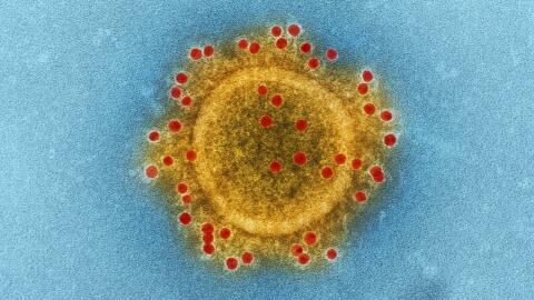 COVID: Reinfection by Omicron variant more likely, study finds