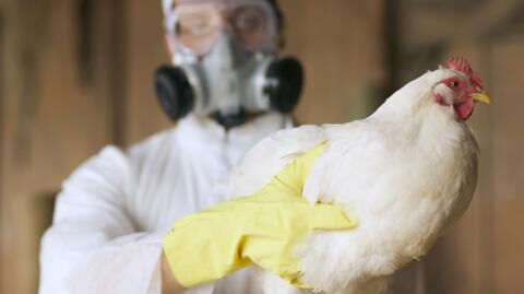Bird flu: UK reports astronomical levels of avian flu