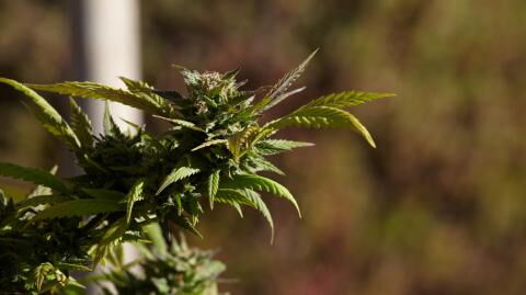 According to a study, cannabis smokers have more sex than others