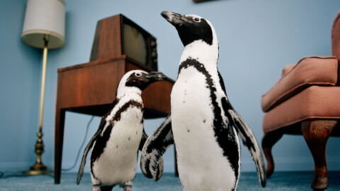 Researches Have Found That These Penguins Speak Similarly To The Way We Do