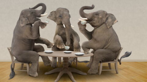 This is what happens when you give an elephant LSD