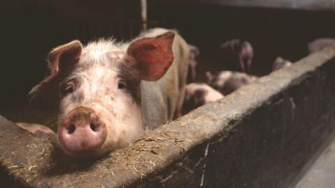 Researchers Have Managed to Partially Resuscitate Brains of Pigs That Had Recently Died