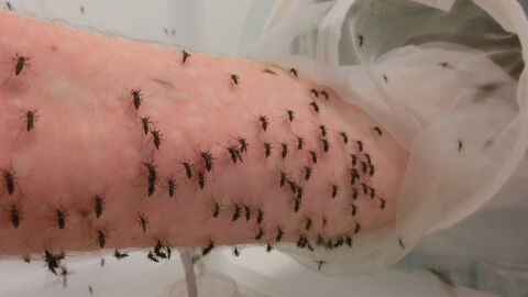 Australian man lets himself get bitten by thousands of mosquitoes all in the name of science