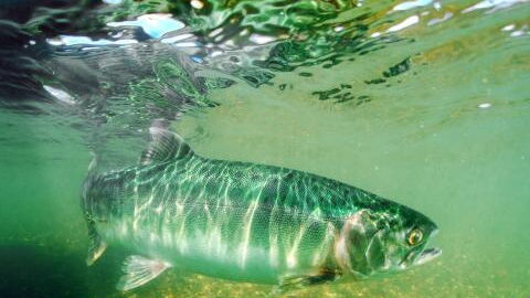 Scientists turn sperm into eco-friendly alternative to plastics