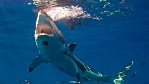 Check Out This Incredible Footage of a Hammerhead Shark Stealing a Fisherman's Catch