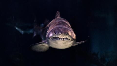 Shark attack: A man was killed by 2 sharks in the Caribbean