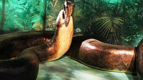 Scientists Have Discovered The Remnants Of A 50-Foot 'Titan' Snake