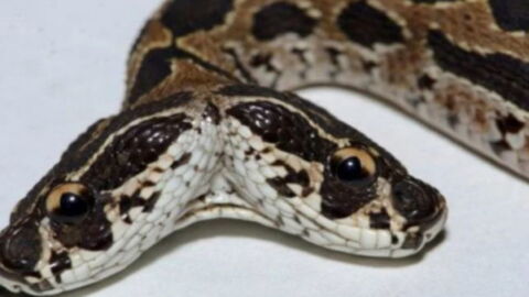 A Very Rare Two-Headed Snake Was Spotted in India (VIDEO)